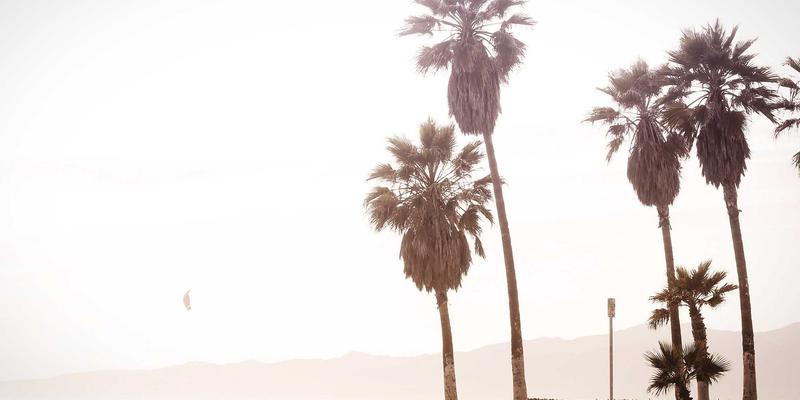 蒸汽波风格宠物时尚礼品：设计师联名与个性化礼物精选指南