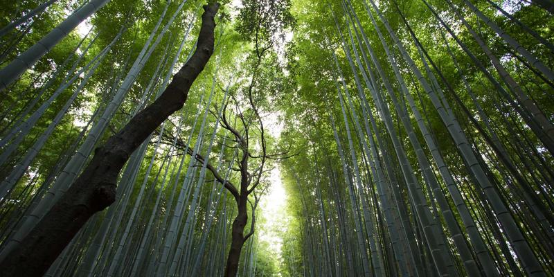 高端家居香氛系统：一份融合智能调控与调香艺术的个性化设计礼品